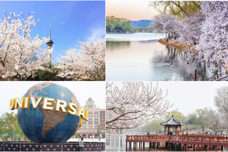 6D5N FLOWER VIEWING IN BEIJING + UNIVERSAL STUDIOS