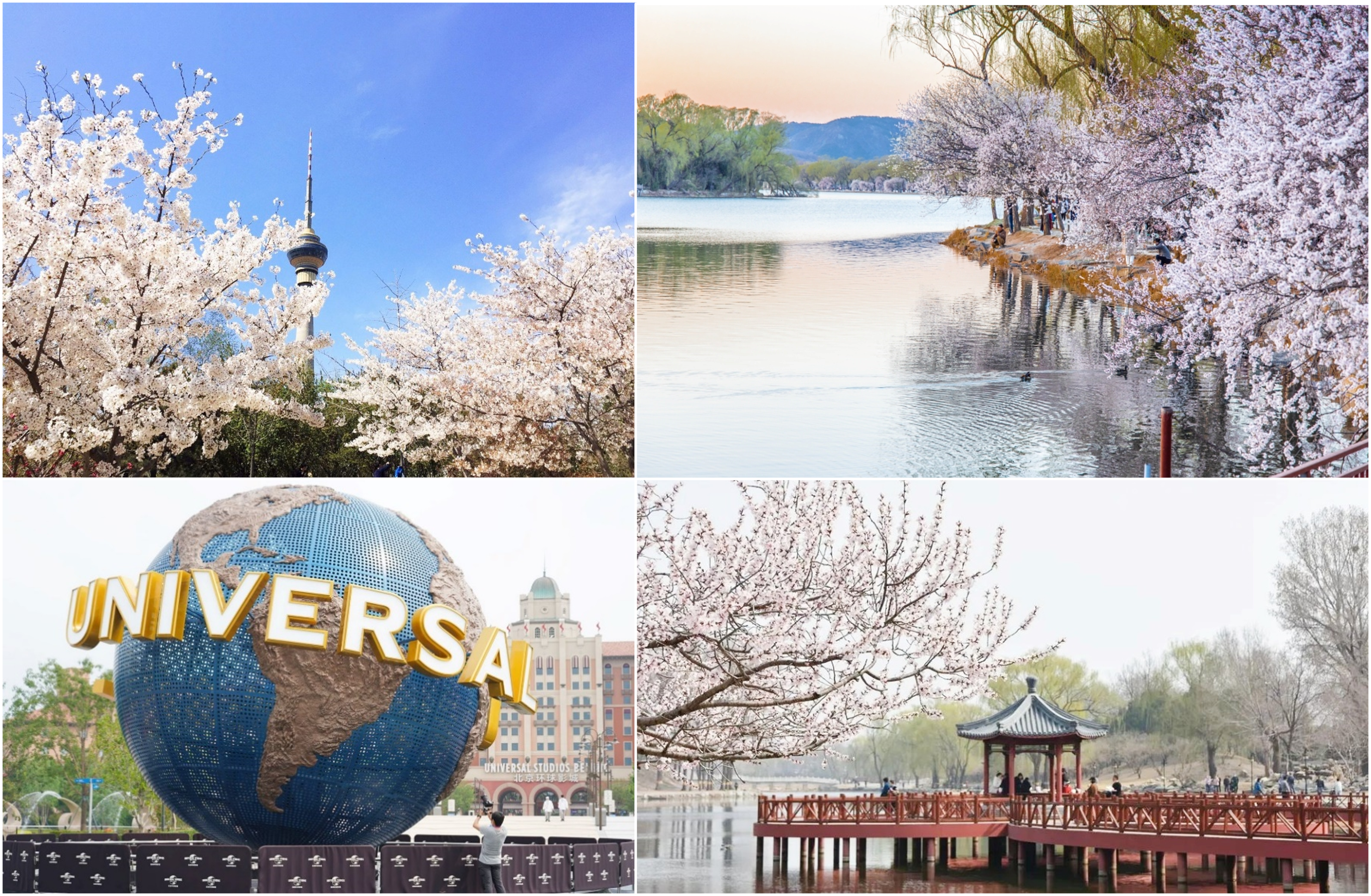 6D5N FLOWER VIEWING IN BEIJING + UNIVERSAL STUDIOS