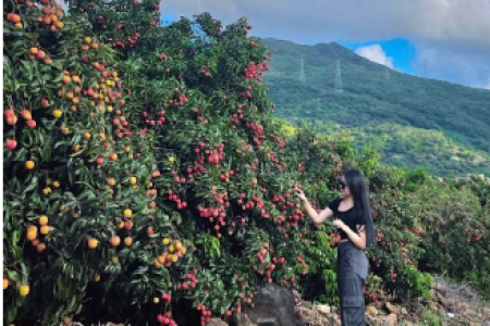 6D5N SEASONAL FRUIT PICKING