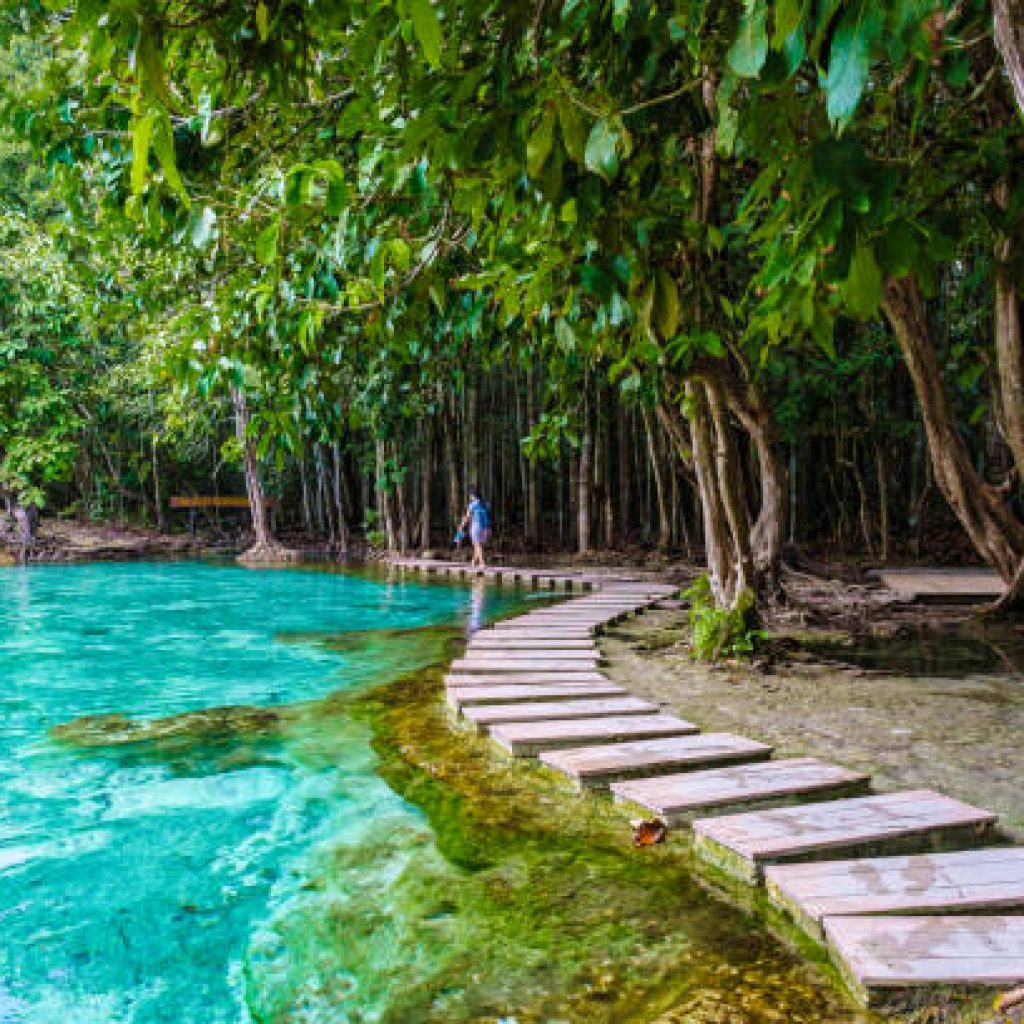 Emerald lake Blue pool Krabi Thailand mangrove forest Krabi Thailand.