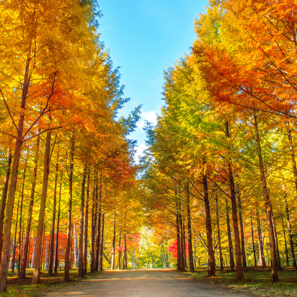 Places-to-Stay-Near-Nami-Island