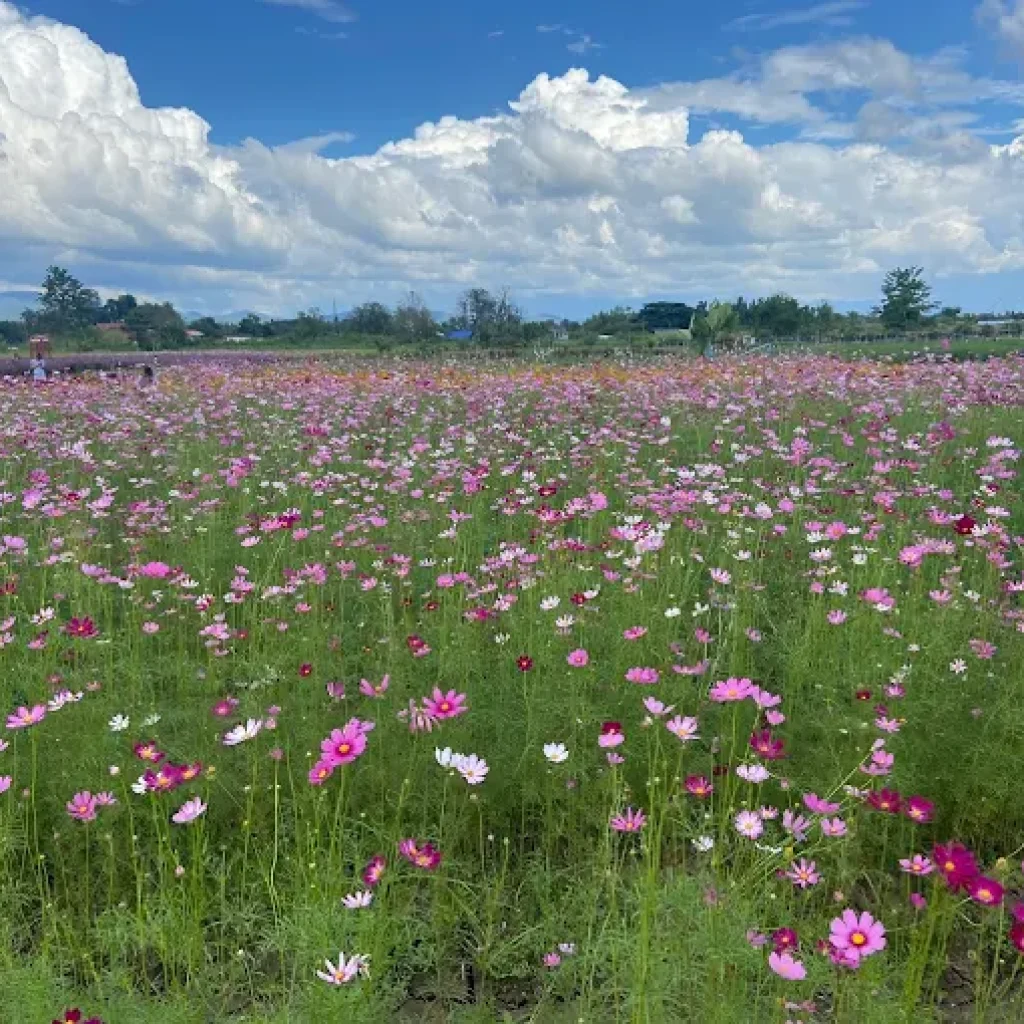 Aunty Nok Aeang Flower Farm