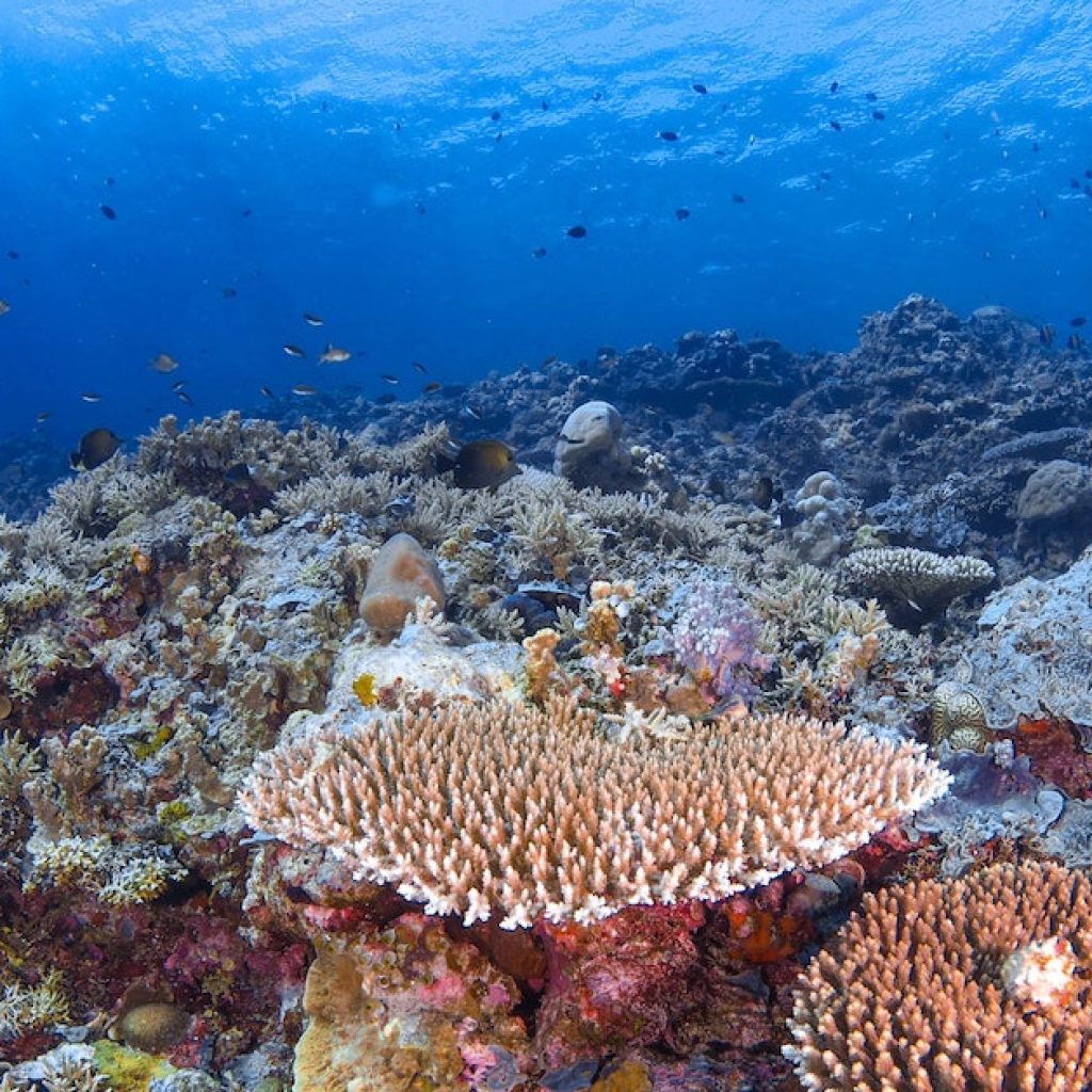 BORACAY CORAL GARDEN