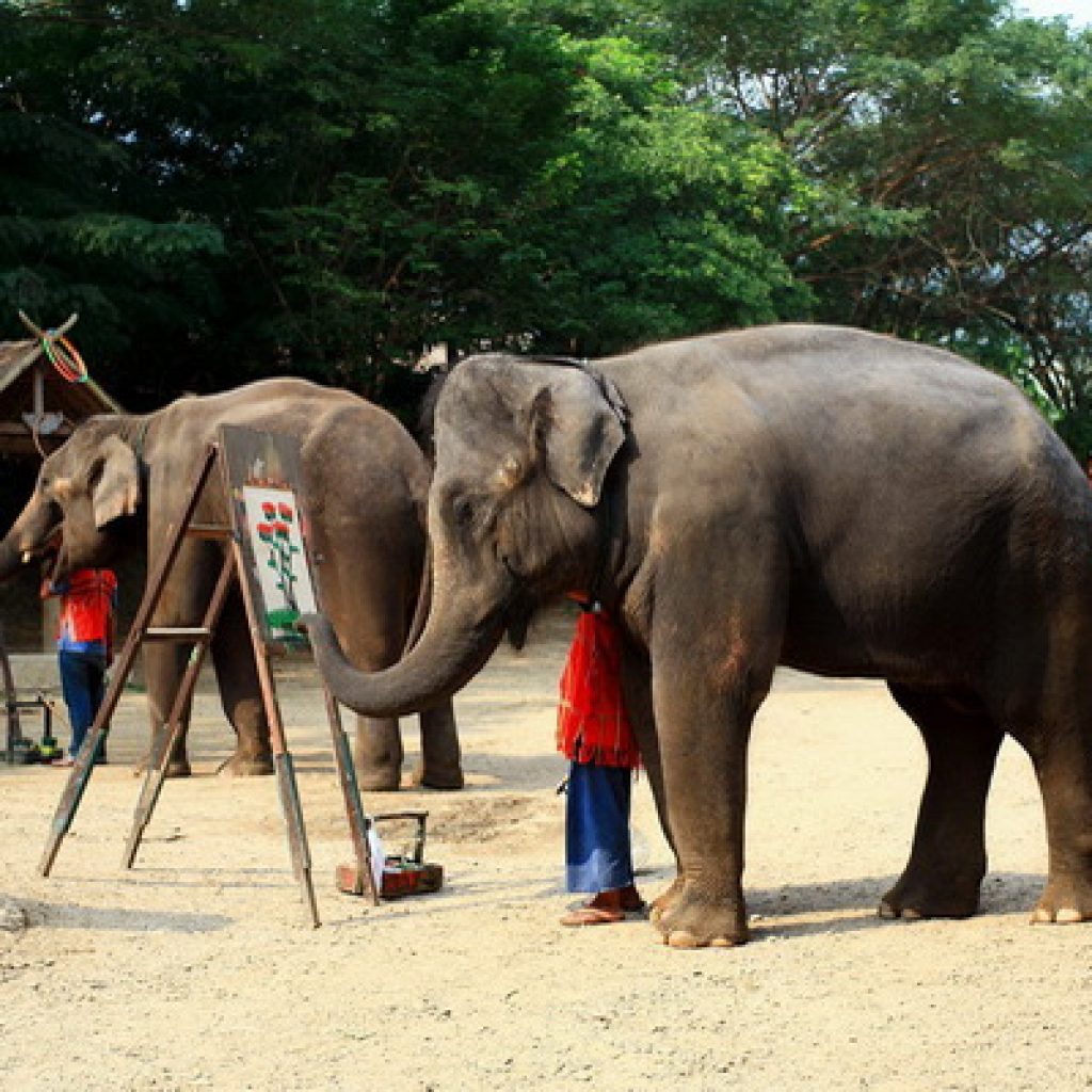 Meatang Elephant Camp
