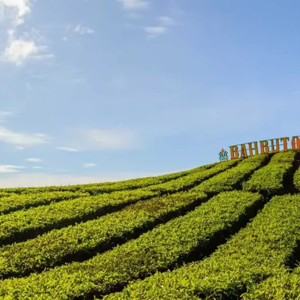 ladang teh sidamanik