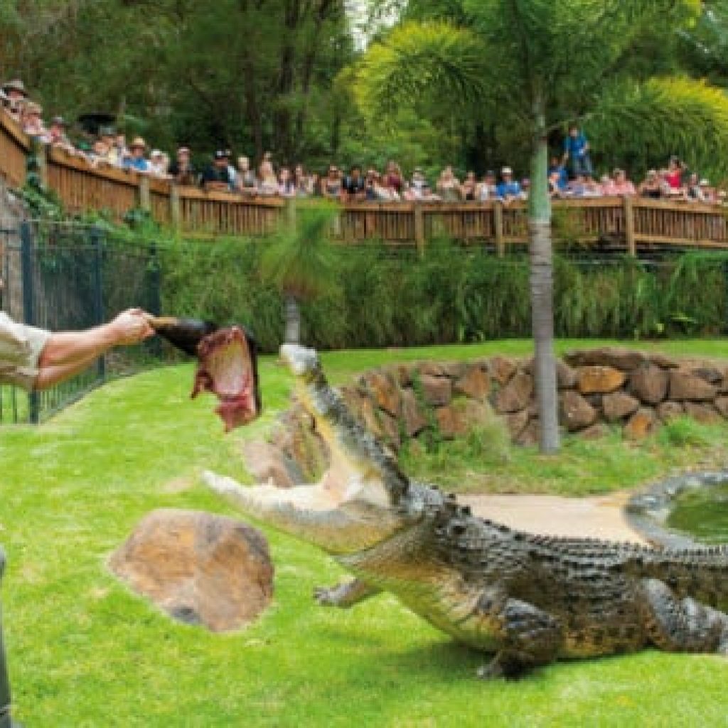 Currumbin-Wildlife-Sanctuary-4